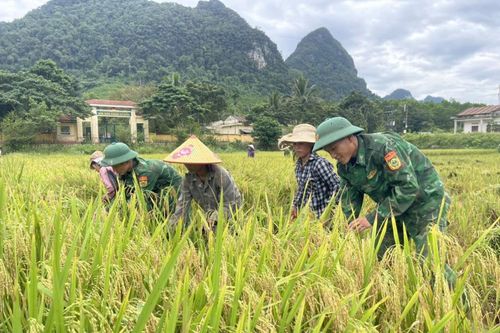 Xuống đồng giúp đồng bào Rục gặt lúa chạy lũ