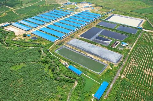 Công ty TNHH chăn nuôi Minh Thiện (Gia Lai): Áp dụng công nghệ xử lý chất thải tuần hoàn, giảm ô nhiễm môi trường và tiết kiệm nước