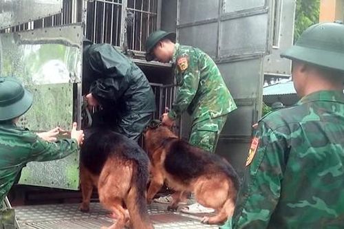 Sử dụng chó nghiệp vụ của Biên phòng tìm kiếm người mất tích tại Làng Nủ