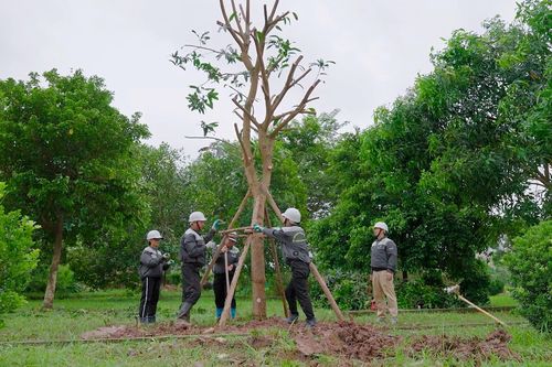 Quy trình phục hồi cây gỗ bóng mát bị ảnh hưởng sau bão