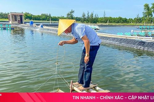 Phát hiện bệnh EHP trên tôm nuôi nước lợ ở Hộ Độ