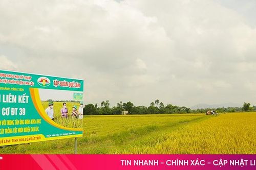 Lúa hữu cơ Quế Lâm chiếm cảm tình của nông dân Hà Tĩnh