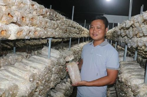 Anh nông dân trồng loại cây 'không lá', bỏ túi 5 tỷ đồng/năm rất nhẹ nhàng