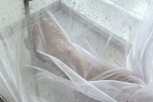 6 loài vật 'nguy hiểm bậc nhất hành tinh', loài số 1 Việt Nam có đầy