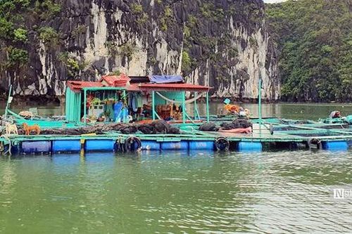 Nước mắt người nuôi cá lồng bè ở đảo Cát Bà