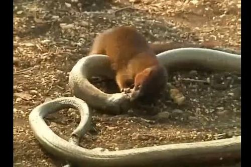 CLIP: Cuộc chiến đầy kịch tính giữa hổ mang chúa và cầy Mangut, rắn độc bại trận ra sao?