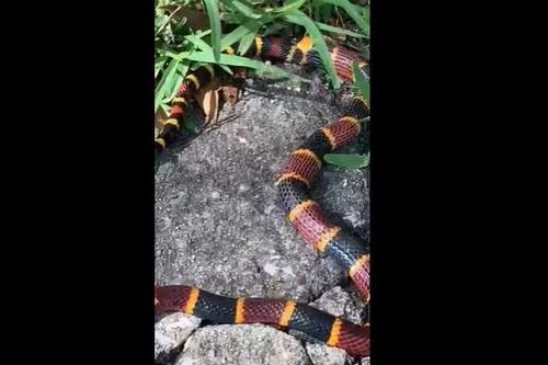 CLIP: Cuộc đối đầu kịch tính giữa hai loài rắn, rắn vua bị rắn san hô cực độc nuốt chửng