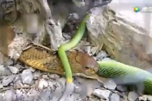 CLIP: Cuộc chạm trán sinh tử giữa hổ mang chúa và rắn lục đuôi đỏ, kẻ mạnh thật sự lộ diện