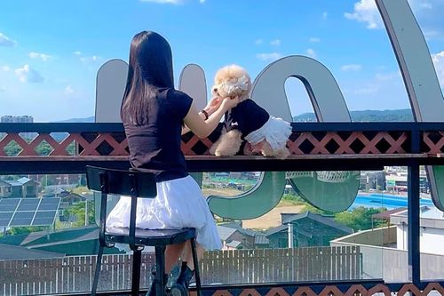 Tỷ lệ sinh thấp, dân số già: Quốc gia nơi xe đẩy thú cưng bán chạy hơn xe đẩy cho trẻ em