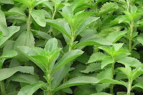 Loại cây xưa mọc đầy vườn, ngọt hơn cả đường giờ thành thuốc quý nhiều công dụng bất ngờ