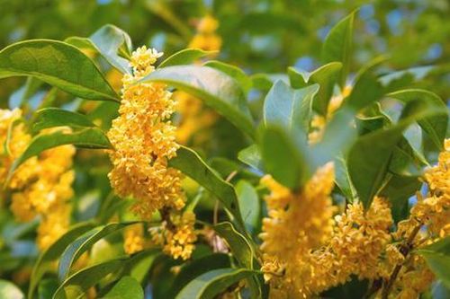 Trồng 2 cây này trước nhà, vượng tài như nước, quanh năm đếm tiền mỏi tay, chỉ từ 500.000 đồng/cây