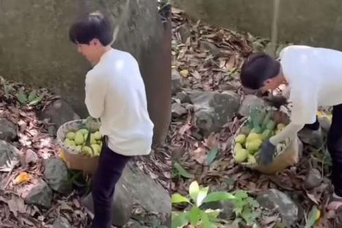 Nam ca sĩ Việt 'bỏ phố về quê' để làm công việc lượm xoài thuê?