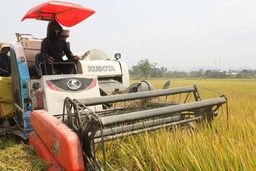 Nông dân Chư Răng bội thu nhờ thay đổi phương thức canh tác lúa