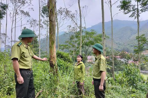 Quản lý rừng bền vững