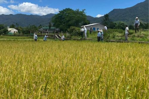 Giống lúa mới 'bén duyên' miền quê A Lưới
