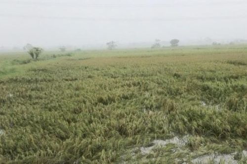 Hà Nội: Gần 5 nghìn ha sản xuất nông nghiệp bị ngập úng do bão số 3