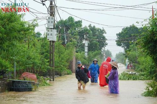 Hà Nội: Hơn 20.000 gốc đào Nhật Tân bị nước lũ cô lập, có nguy cơ mất trắng