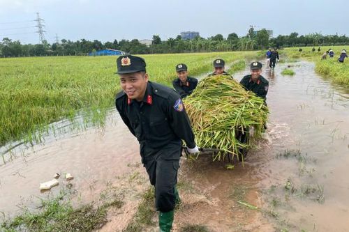 Cảnh sát cơ động giúp nông dân gặt lúa ngập úng sau bão
