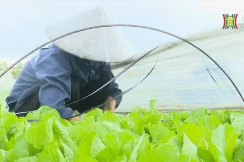 Thiệt hại 40%, Mê Linh vẫn đủ rau cho Hà Nội