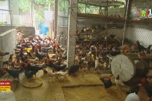 Thiệt hại gia súc, gia cầm do bão số 3