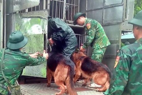 Cán bộ huấn luyện và chó nghiệp vụ của lực lượng Bộ đội Biên phòng bắt đầu tìm kiếm cứu nạn tại làng Nủ