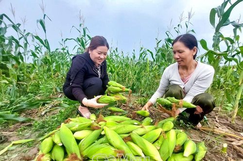 Hiệu quả kinh tế từ trồng bắp