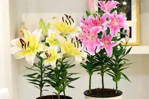 Mùa thu trồng chậu cây này ở ban công, hoa sẽ nở to, thơm ngào ngạt
