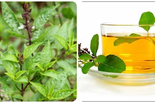 Cách sử dụng rau húng quế tốt cho sức khỏe