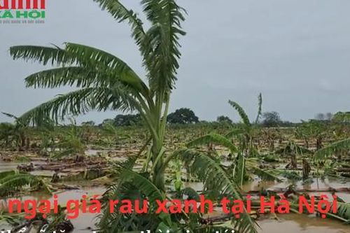 Lo ngại giá rau xanh tại Hà Nội có thể sẽ tăng trong thời gian tới