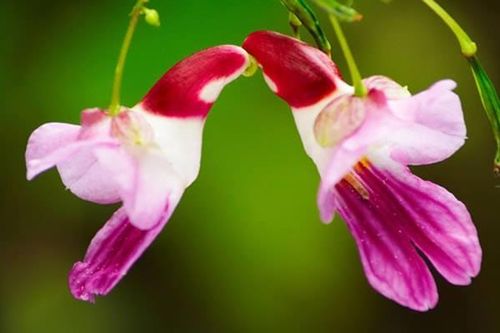 Chiêm ngưỡng sắc hương của những loài hoa kỳ lạ trên thế giới