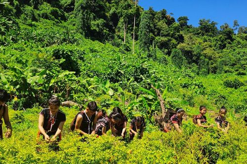 Khi người Cơ Tu 'hô biến' cây dại thành đặc sản