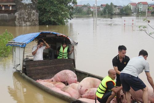 Không sử dụng gia súc, gia cầm chết vì mưa lũ làm thực phẩm