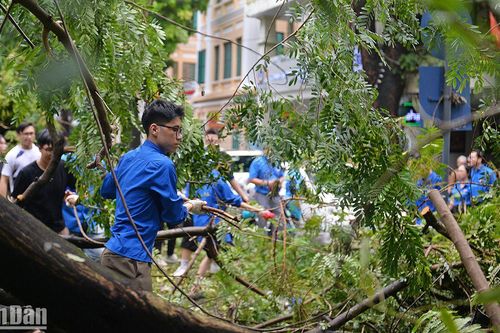 'Áo xanh' tình nguyện khắc phục hậu quả sau bão tại Thủ đô