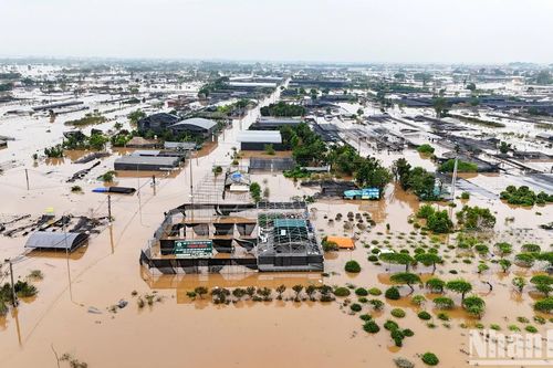 Vùng trồng hoa lớn nhất Hưng Yên chìm trong biển nước