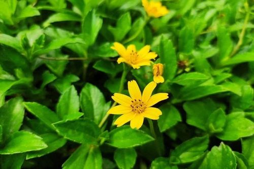 Thuốc diệt cỏ từ cây sài đất và ngũ sắc của nhóm nghiên cứu trường đại học