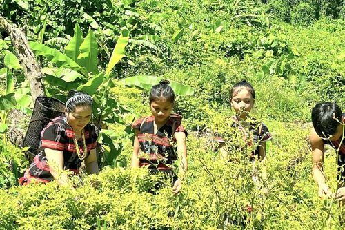 Cây ớt vùng cao cho 'quả ngọt'