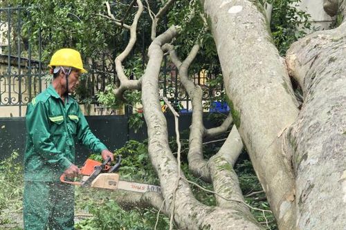 Gần 1 tuần sau bão Yagi, Hà Nội vẫn ngổn ngang cây đổ tại nhiều tuyến phố