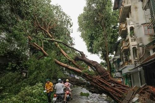 Thấy gì từ hàng chục nghìn cây xanh gãy đổ, cổ thụ bật gốc ở Hà Nội?
