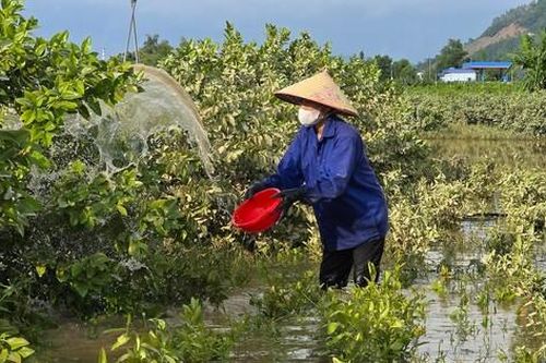 Sau lũ, cấp tốc 'tắm lá' cứu vườn cây bạc tỷ ven sông Lô