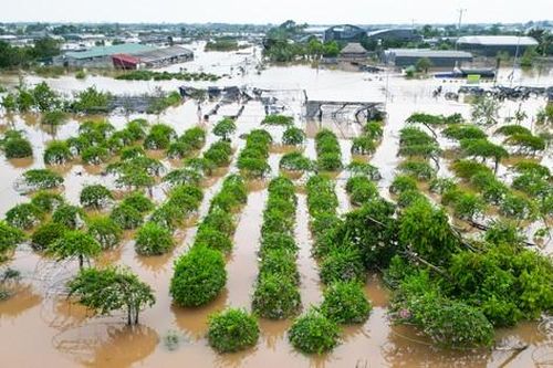 Vựa cây cảnh lớn nhất miền Bắc chìm trong biển nước