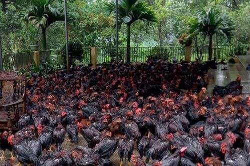 'Hai không' giúp đảm bảo an toàn vệ sinh thực phẩm mùa mưa lũ