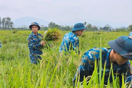 Bộ đội ngâm mình giúp dân Hà Nội gặt lúa, di dời tài sản do ngập lụt