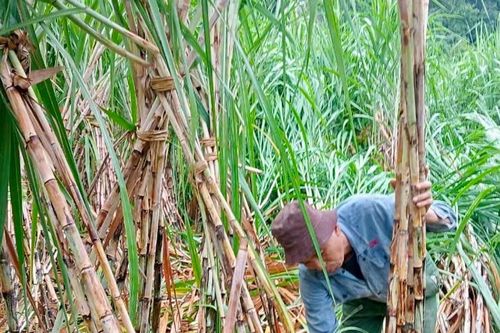 Khắc phục mía bị đổ gãy ở huyện Anh Sơn sau bão số 3