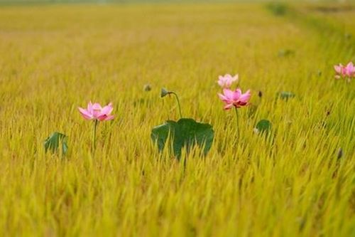 Cánh đồng Tháng 9
