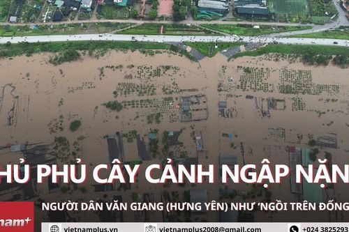 Nước rút chậm, nông dân thủ phủ cây cảnh Văn Giang 'ngồi trên đống lửa'