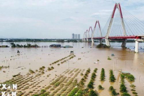 Hà Nội: Biển nước mênh mông bao phủ cánh đồng đào Nhật Tân-Phú Thượng