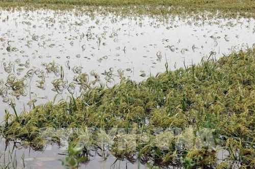 Triển khai các giải pháp để phục hồi sản xuất nông nghiệp