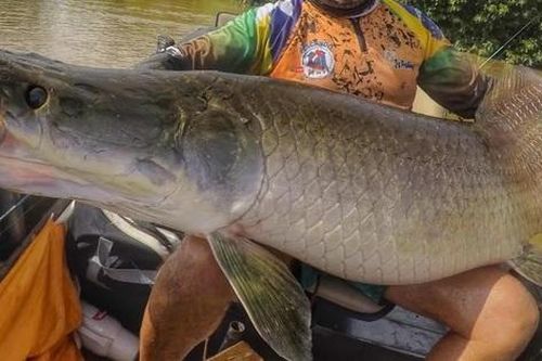 Người đàn ông bắt được con cá khổng lồ nặng 140kg trên sông
