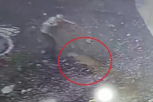 Clip: Đang ngồi nói chuyện, 2 người đàn ông bị chó rừng tấn công