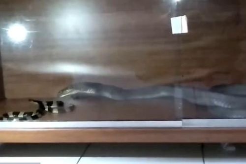 CLIP: Cuộc chiến sinh tử của 2 loài rắn cực độc, ai sẽ là kẻ chiến thắng?